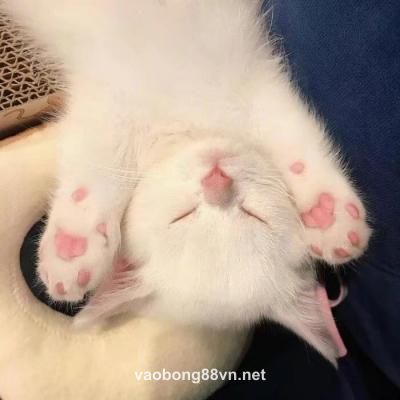 Ảnh đại diện Aadhya